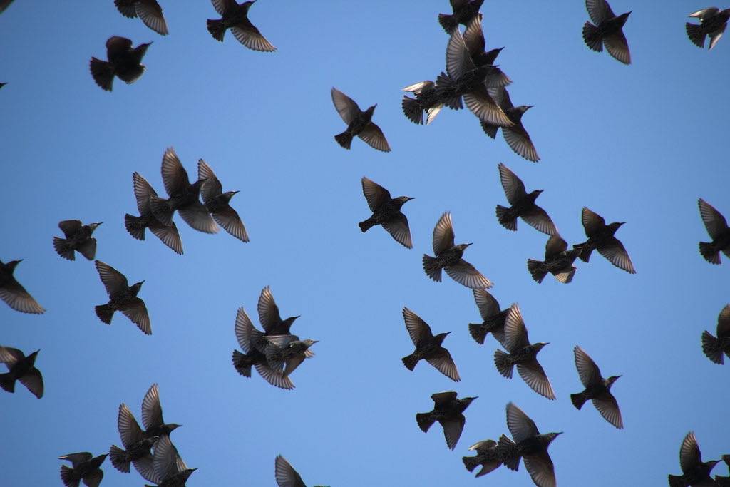 European Starlings Overhead by Mr.TinDC is licensed under CC BY-NC-ND 2.0